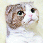 【食のレッスン感想】これなら無理なくできると思いました