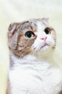 【食のレッスン感想】これなら無理なくできると思いました