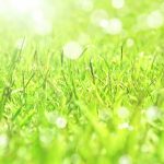 隣の芝生は青い❢ならばどうするか?