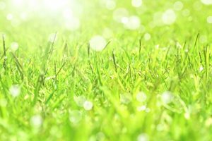 隣の芝生は青い❢ならばどうするか?